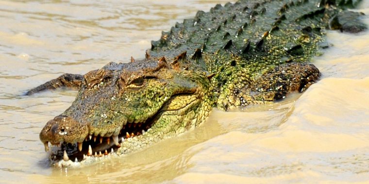 Sri Lanka : Un Journaliste Britannique Tué Par Un Crocodile serapportantà Y Avait Des Crocodiles