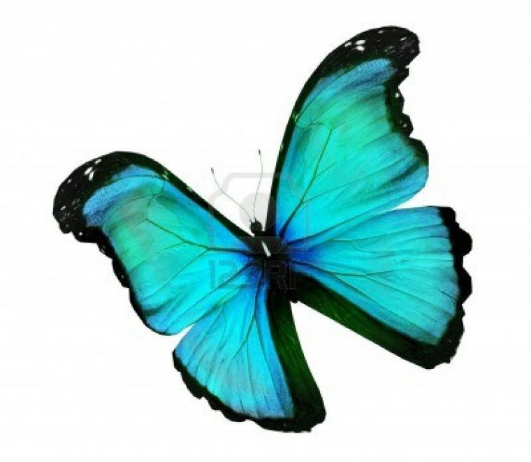Stock Photo | Butterfly, Color, Turquoise Color destiné Dessin De Papillon En Couleur