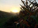 Sunrise Cornfield Sun Daybreak Rural Cornfield By intérieur Ferme Bois-Jolie Fond D?Cran