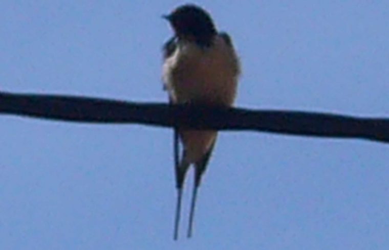 Théâtre – Alaingrenier | Pearltrees serapportantà La Grenouille Qui Veut Se Faire Aussi Grosse Que La Vache Pdf