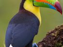 Tucán Piquiverde - Keel-Billed Toucan - Fischertukan pour Coloriage Oiseaux Tropicaux