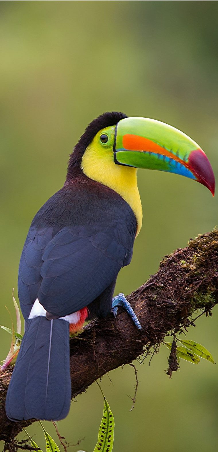 Tucán Piquiverde – Keel-Billed Toucan – Fischertukan pour Coloriage Oiseaux Tropicaux
