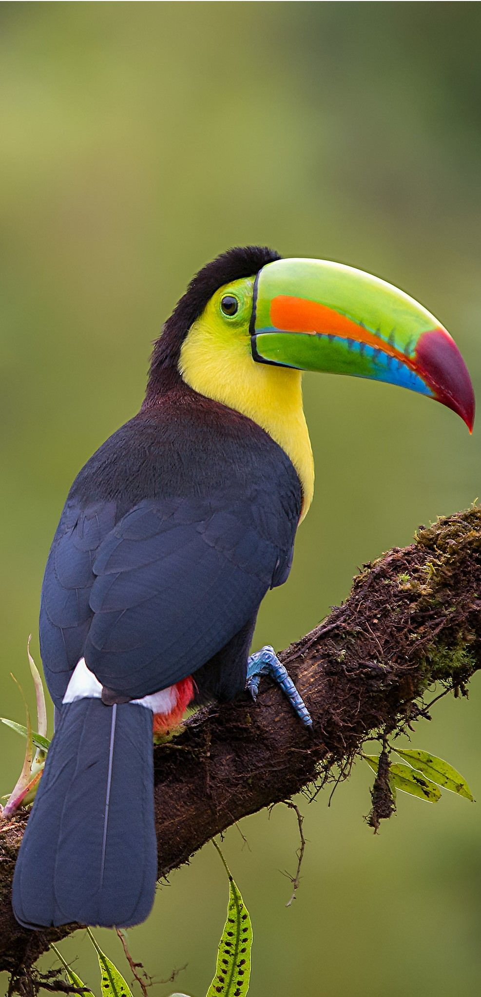 Tucán Piquiverde - Keel-Billed Toucan - Fischertukan pour Coloriage Oiseaux Tropicaux