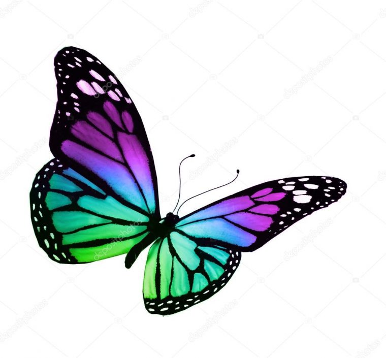 Turquoise Violet Vlinder, Geïsoleerd Op Witte Achtergrond serapportantà Dessin De Papillon En Couleur