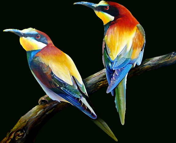 Uccelli E Rapaci – Page 3 dedans Fond D&#039;?Cran Oiseaux Exotiques