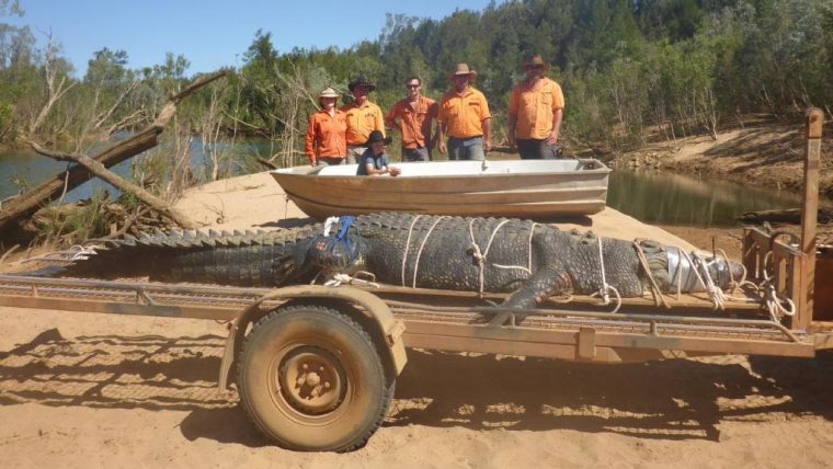 Un Crocodile De 4,7M Capturé En Australie, Une Traque Qui pour Y Avait Des Gros Crocodiles