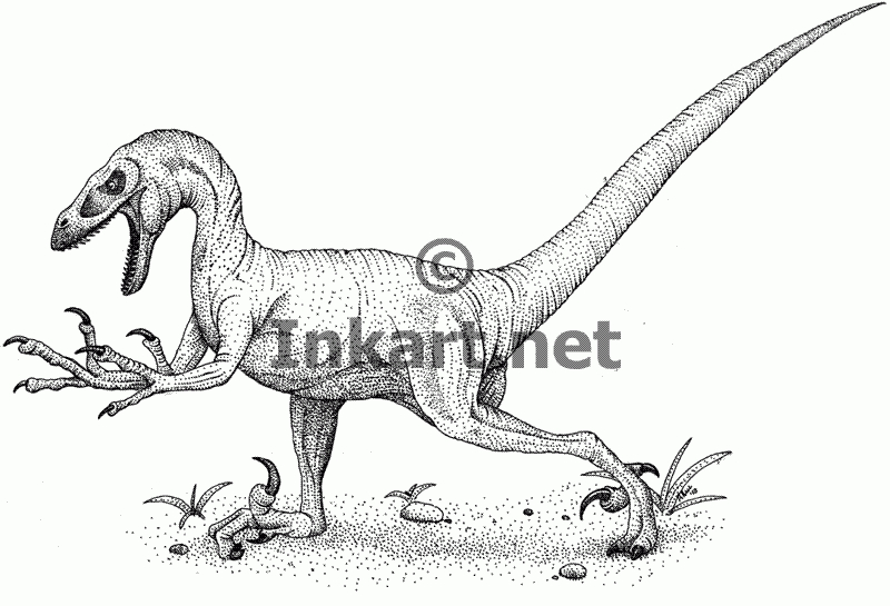 Velociraptor (Velociraptor Armatus) Line Art And Full à Coloriage Dinosaure Raptor