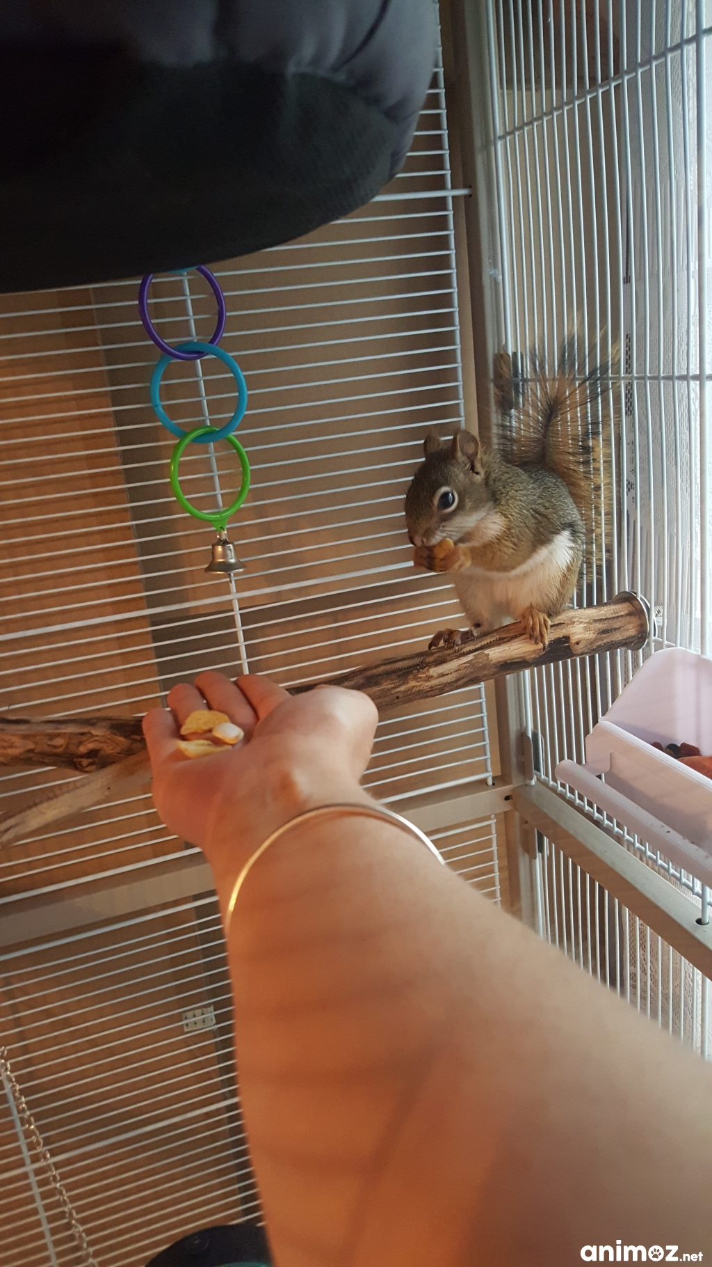 Vends Écureuil Hudson (Avec Cage Et Accessoires) Gard (30 dedans Photo