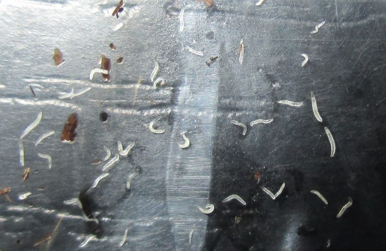 Vers Transparants Dans Le Terreau : Maladies, Parasites Et concernant Le Petit Vers De Terre Vers Transparants Dans Le Terreau : Maladies, Parasites Et concernant Le Petit Vers De Terre