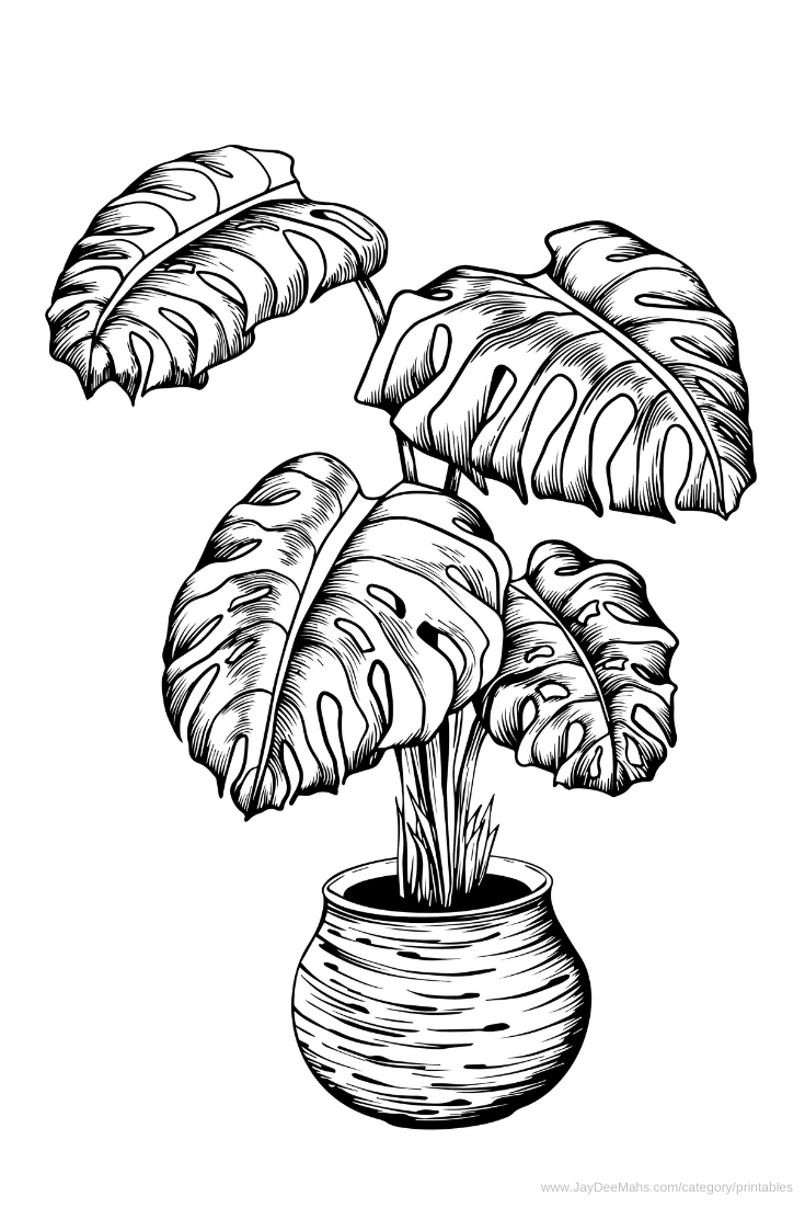 house plant coloring pages house plant coloring pages