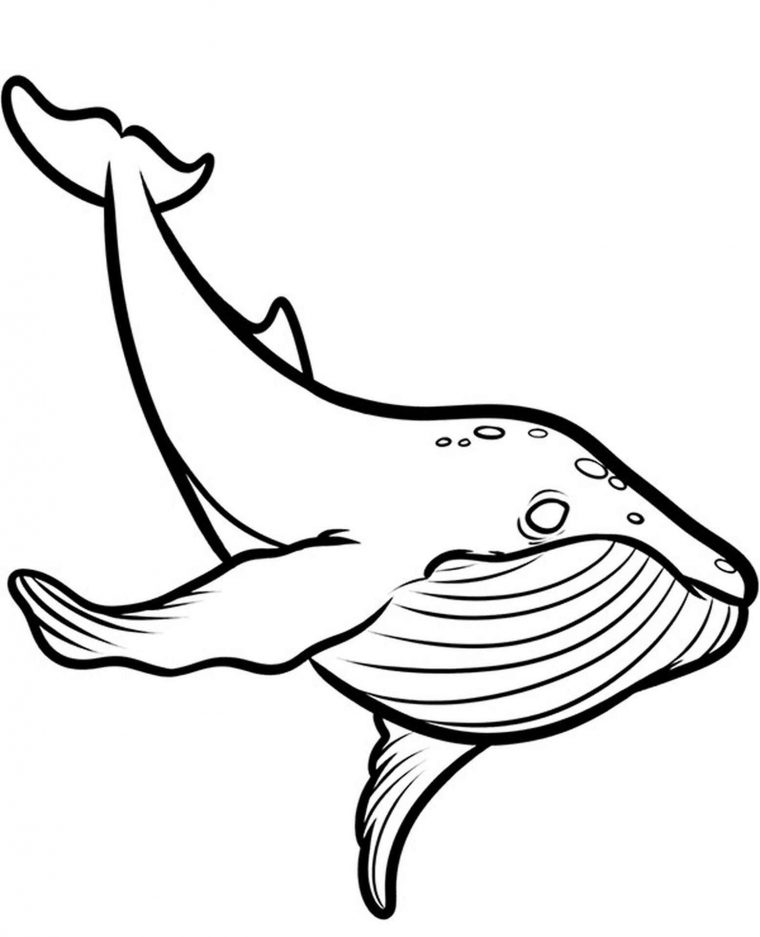 coloring page whale coloring page whale
