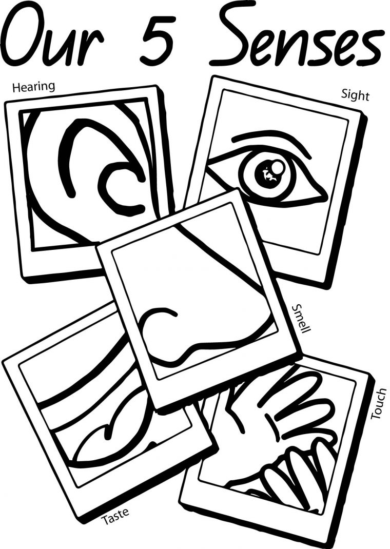 five senses coloring pages for preschool five senses coloring pages for preschool
