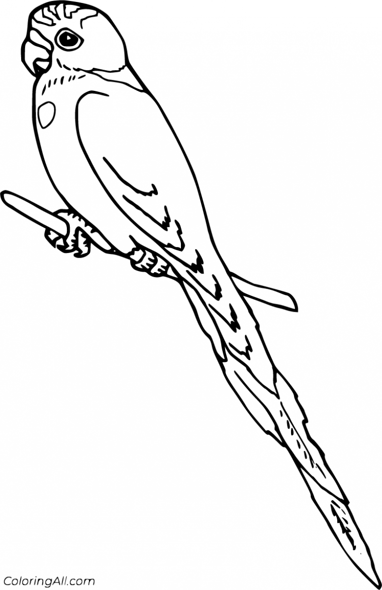 parakeet coloring page parakeet coloring page