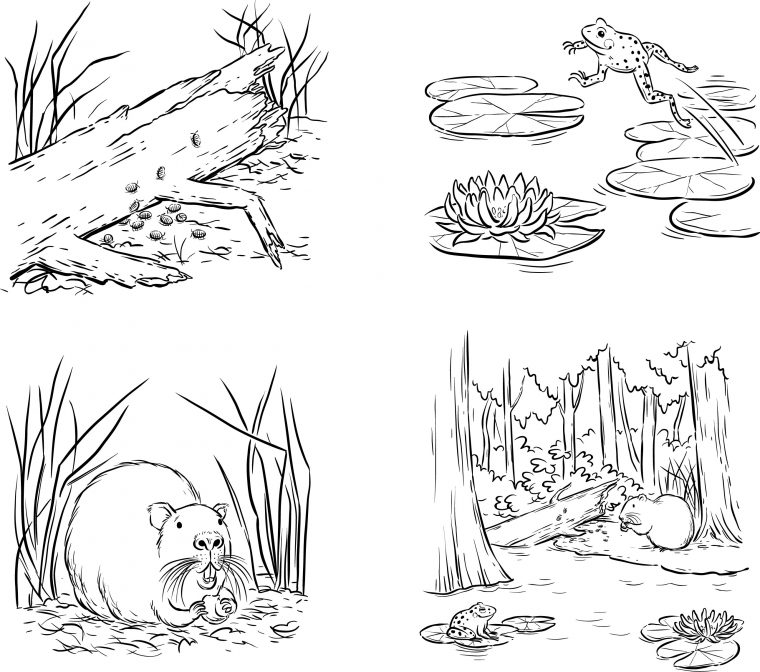 swamp coloring page swamp coloring page