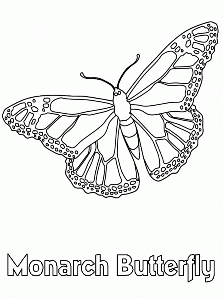 monarch coloring page monarch coloring page