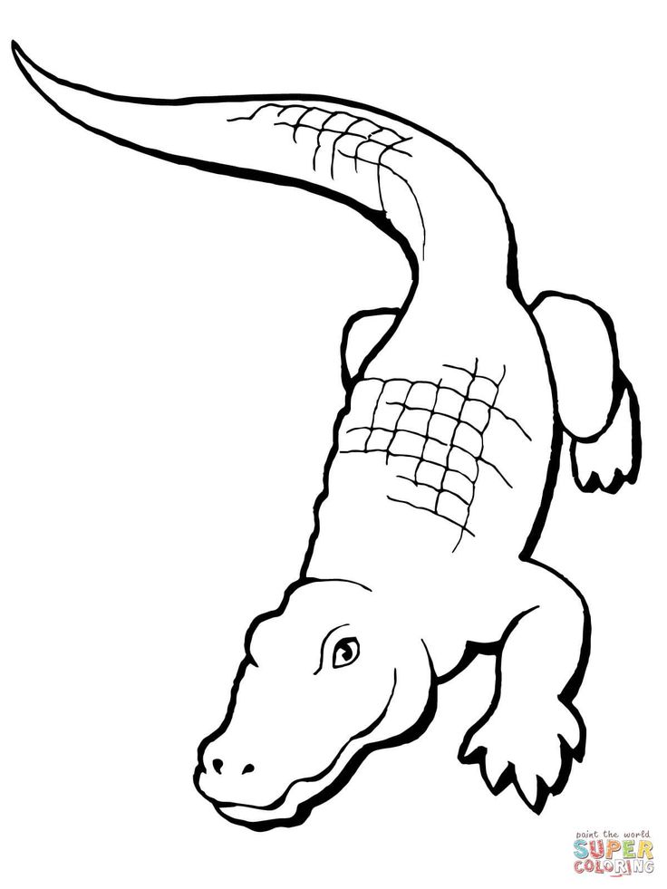 cute alligator coloring pages cute alligator coloring pages