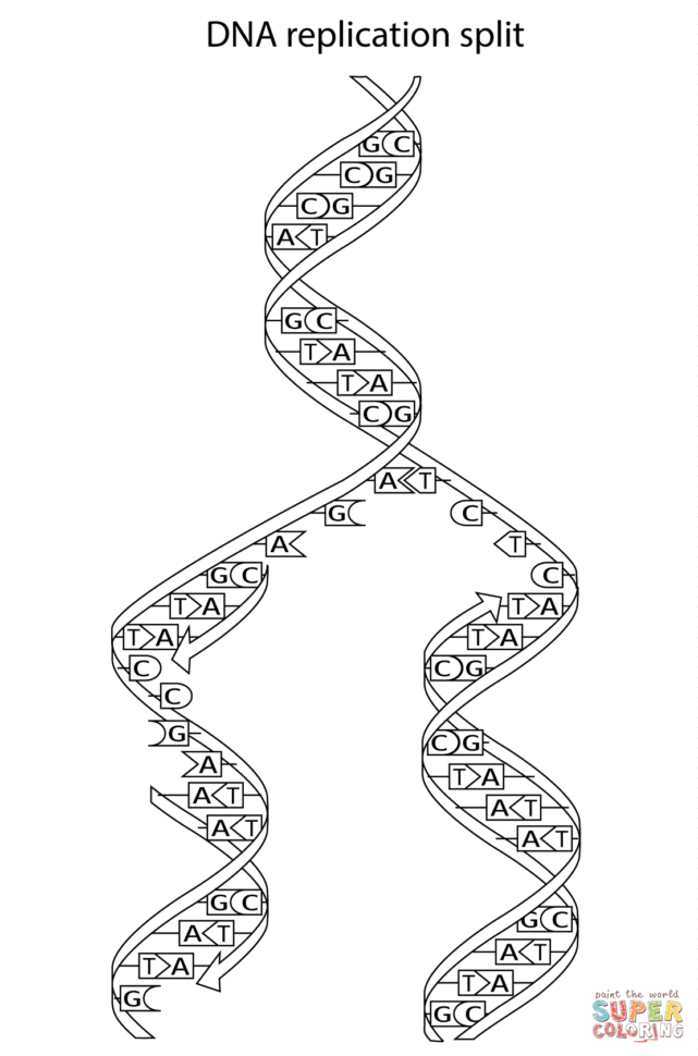 dna coloring page dna coloring page