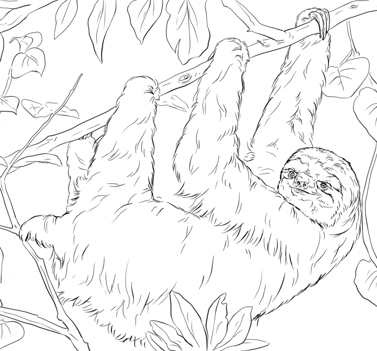 sloth coloring pages printable sloth coloring pages printable
