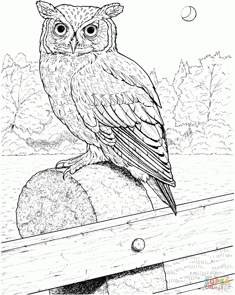 barn owl coloring page barn owl coloring page