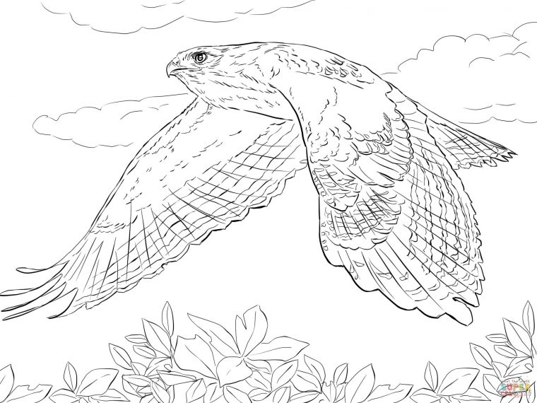red tailed hawk coloring page red tailed hawk coloring page