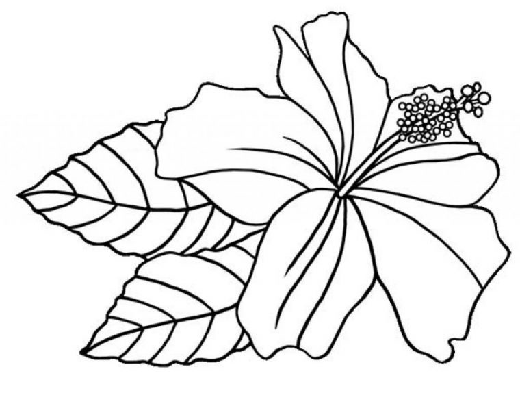 hibiscus coloring pages hibiscus coloring pages
