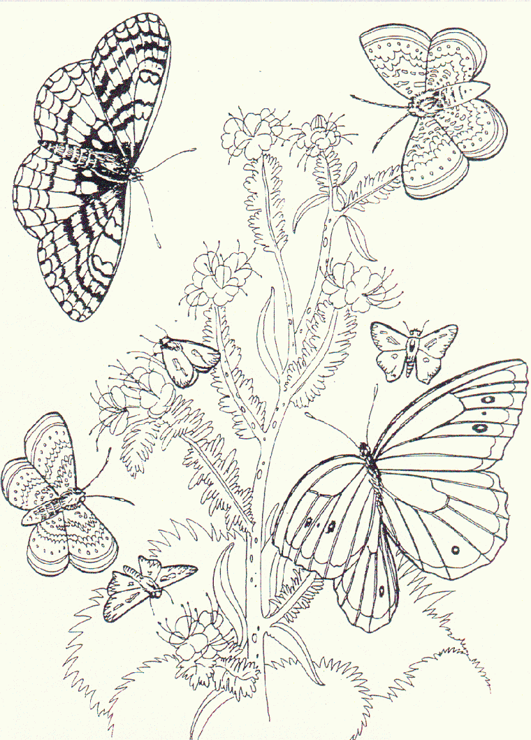 butterfly and flower coloring page butterfly and flower coloring page