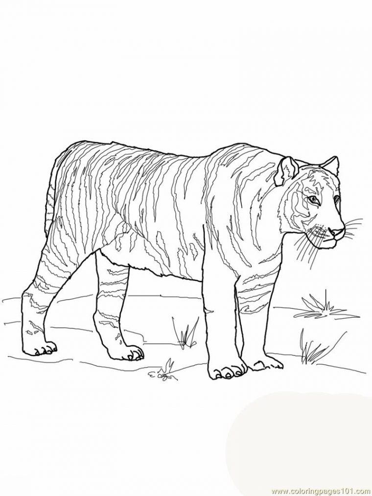 bengal tiger coloring page bengal tiger coloring page