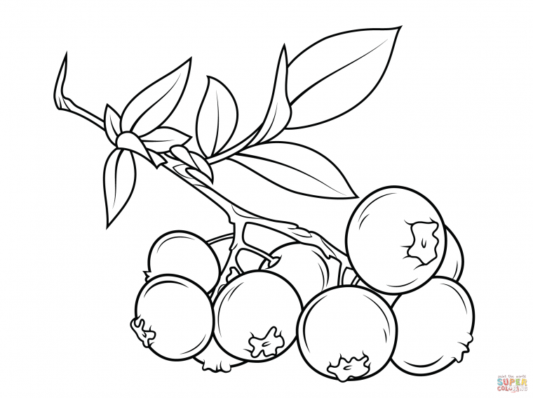 blueberry coloring pages blueberry coloring pages