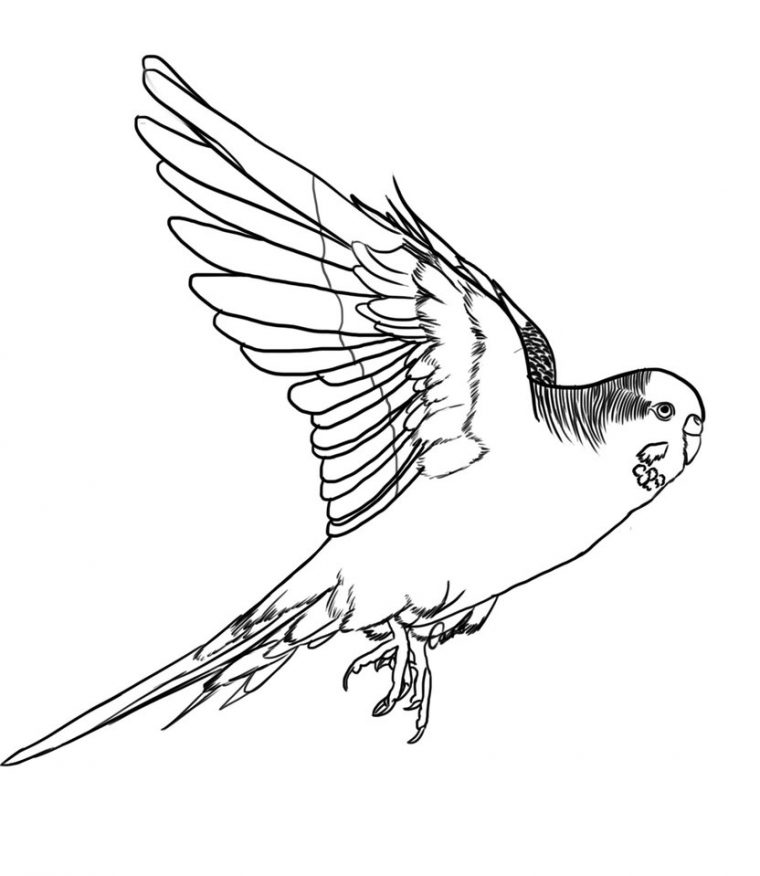 budgie coloring pages budgie coloring pages