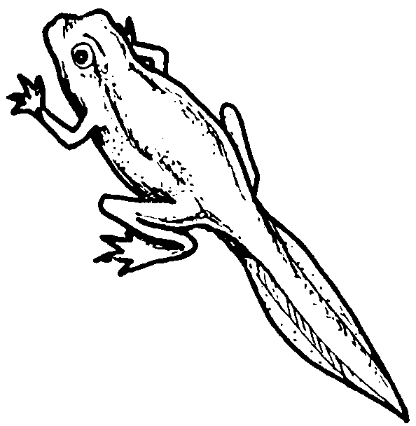 tadpole coloring page tadpole coloring page