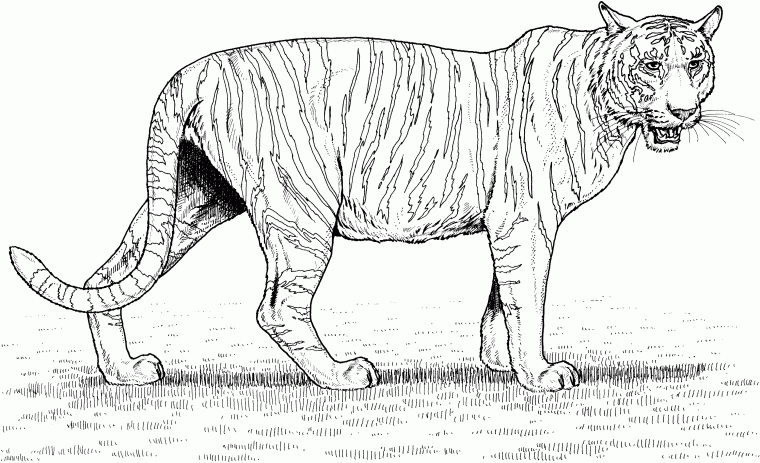 big cats coloring pages big cats coloring pages