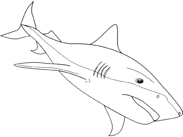 bull shark coloring page bull shark coloring page