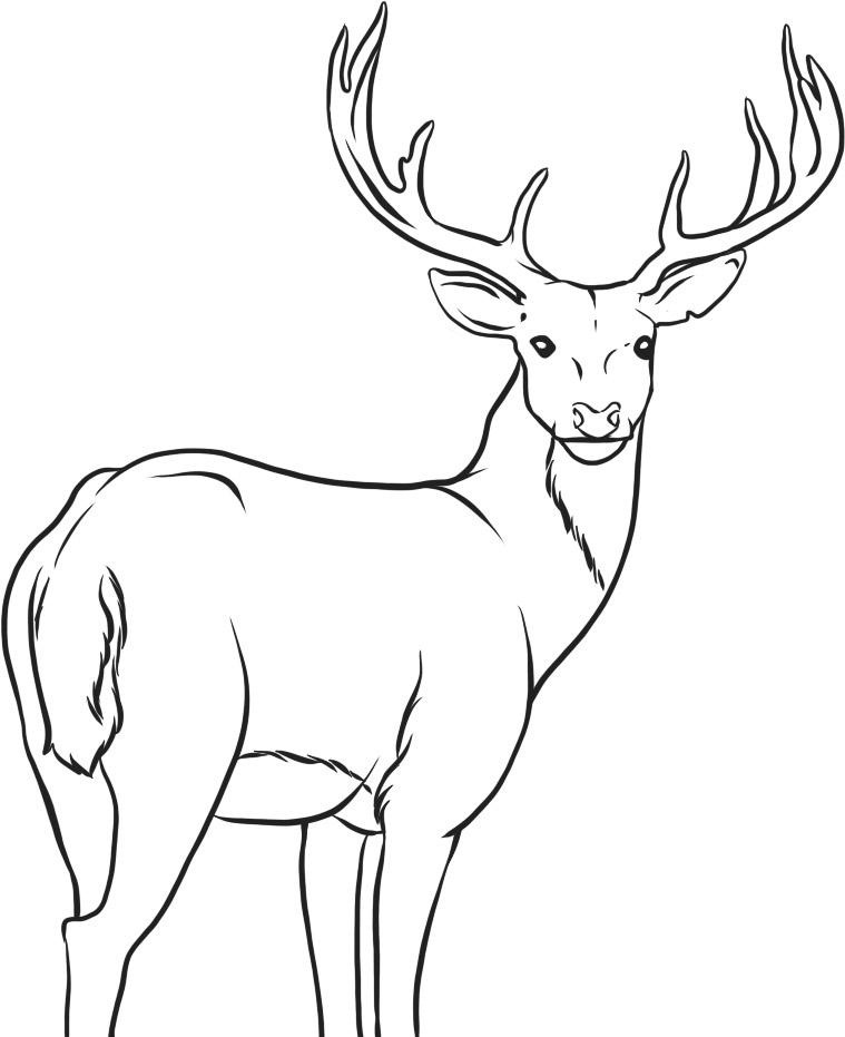 free deer coloring pages free deer coloring pages