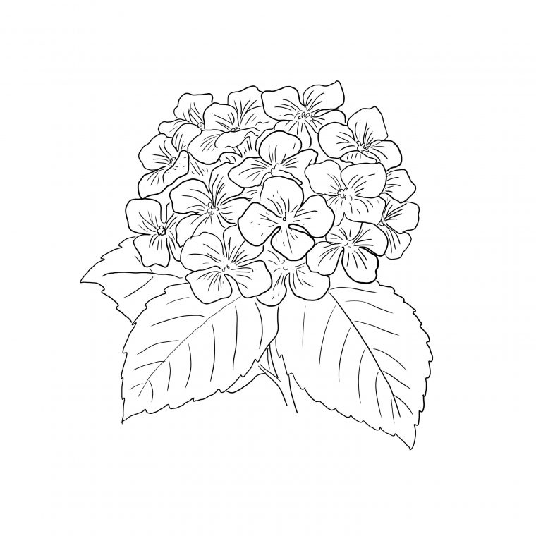 hydrangea coloring page hydrangea coloring page