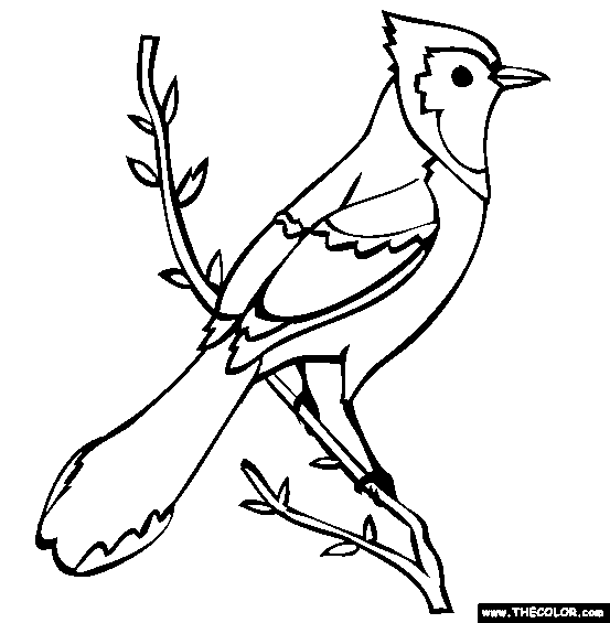 blue jay coloring pages