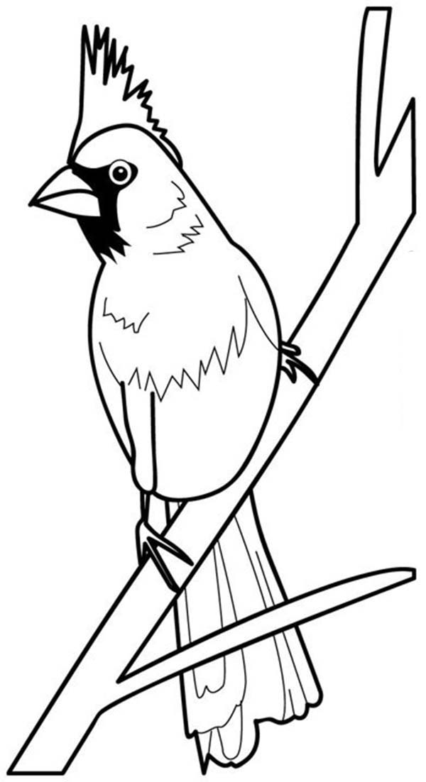 printable cardinal coloring page printable cardinal coloring page