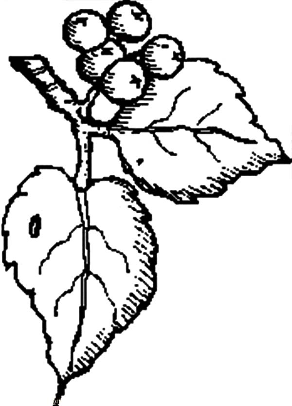 blueberries coloring page
