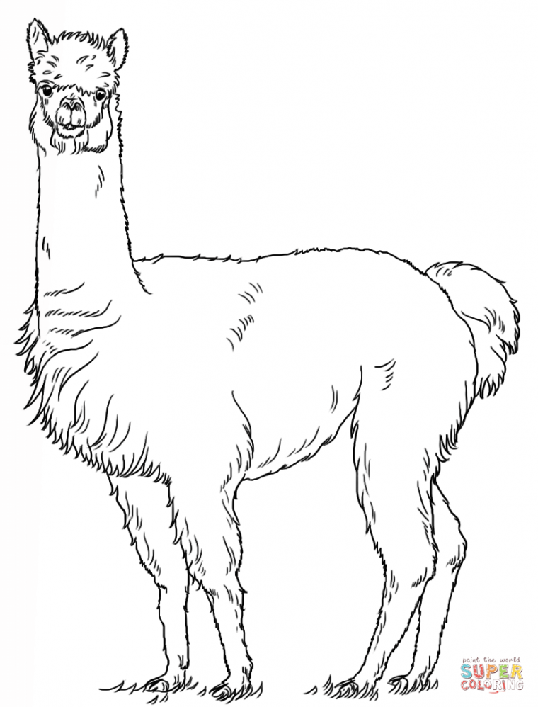 alpaca coloring pages