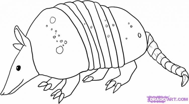 armadillo coloring pages