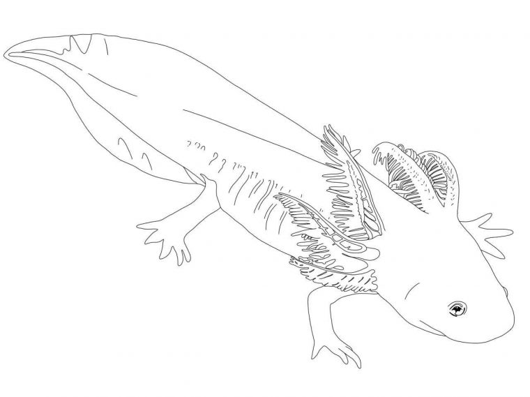 axolotl coloring pages to print axolotl coloring pages to print