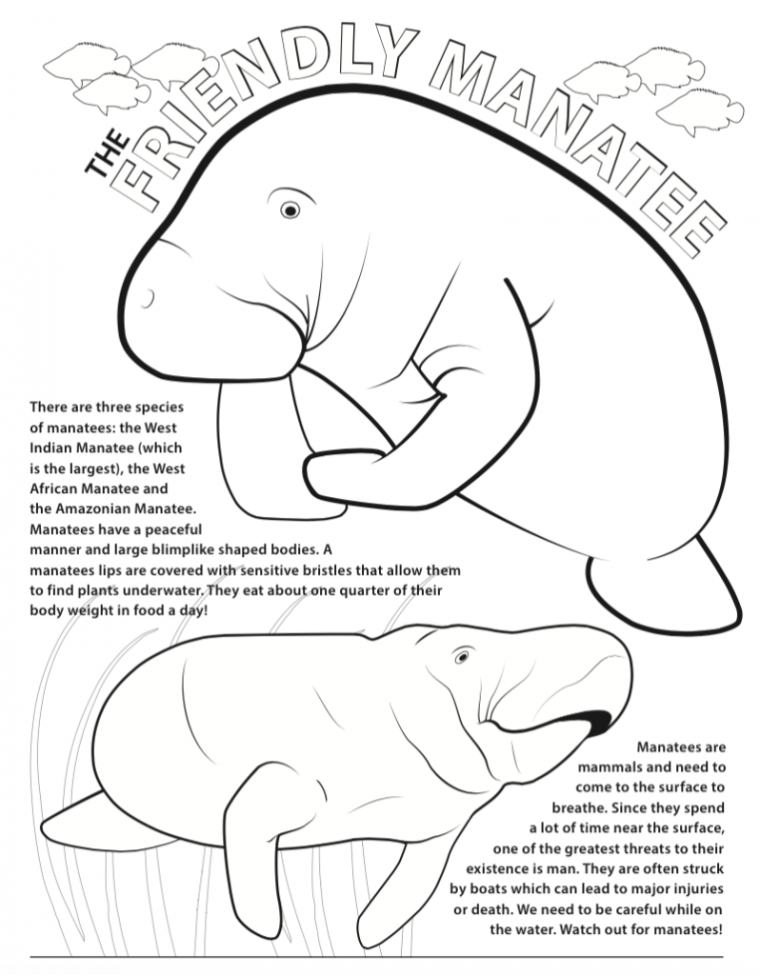 manatee coloring pages manatee coloring pages