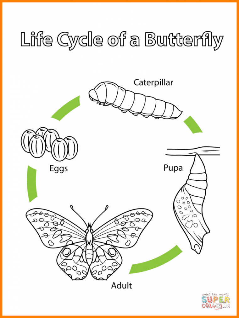 butterfly life cycle coloring pages