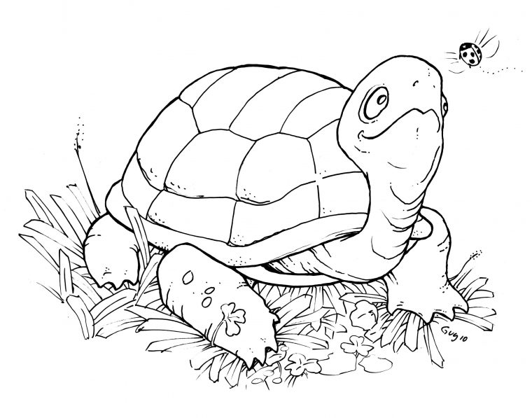 tortoise coloring pages