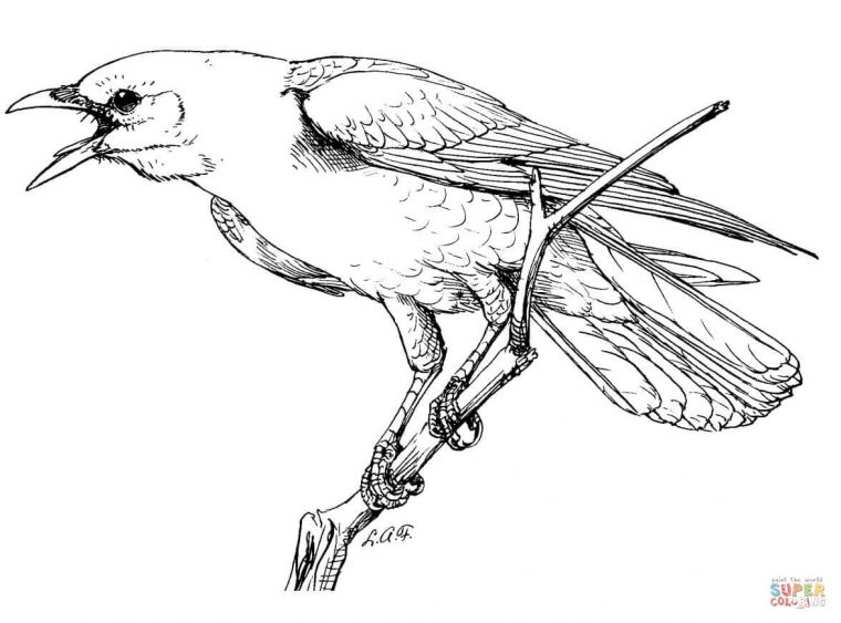 crow coloring pages