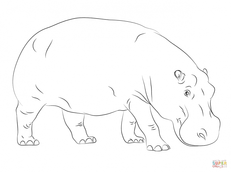 coloring pages of hippos