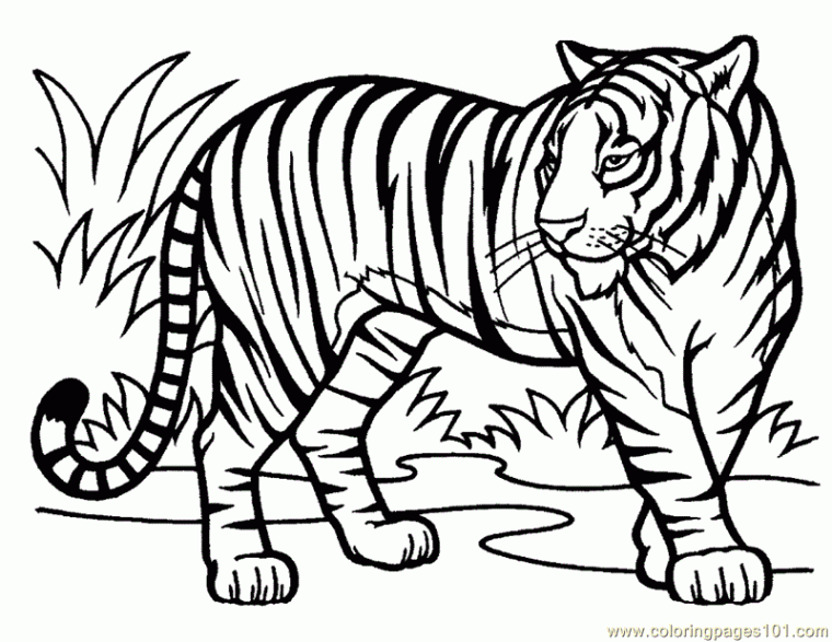 tigre dessin a imprimer
