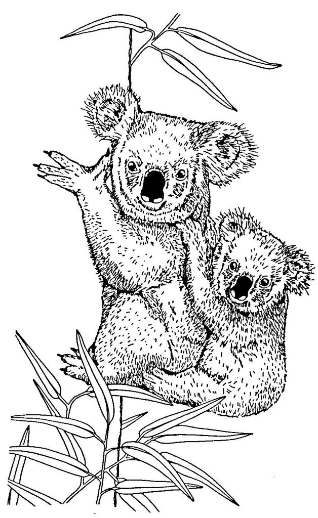 77 Dessins De Coloriage Koala À Imprimer Sur Laguerche encequiconcerne Coloriage À Imprimer