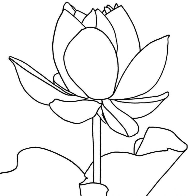 lotus flower coloring pages lotus flower coloring pages
