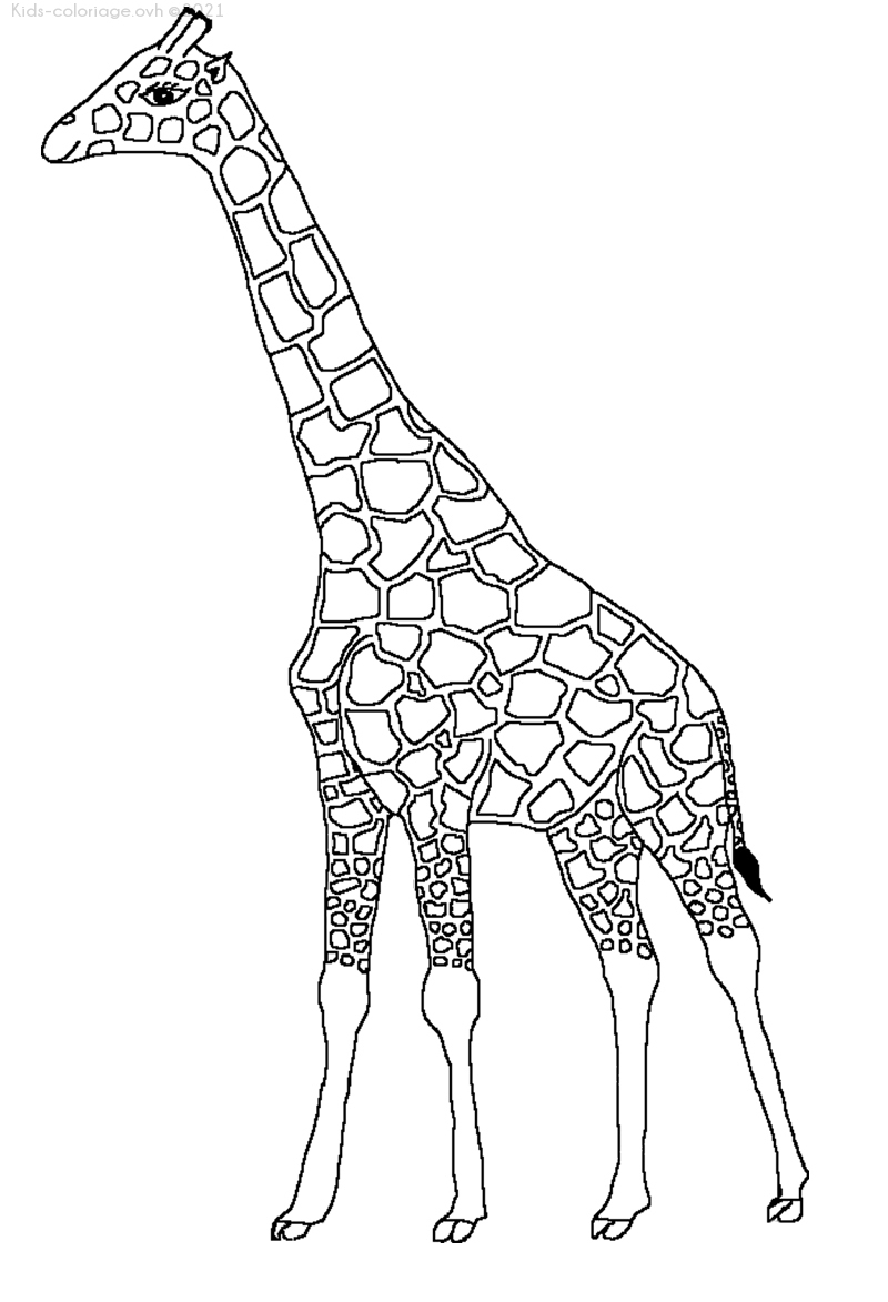 Coloriage À Imprimer Girafe-6 à Coloriage Gratuit À Imprimer