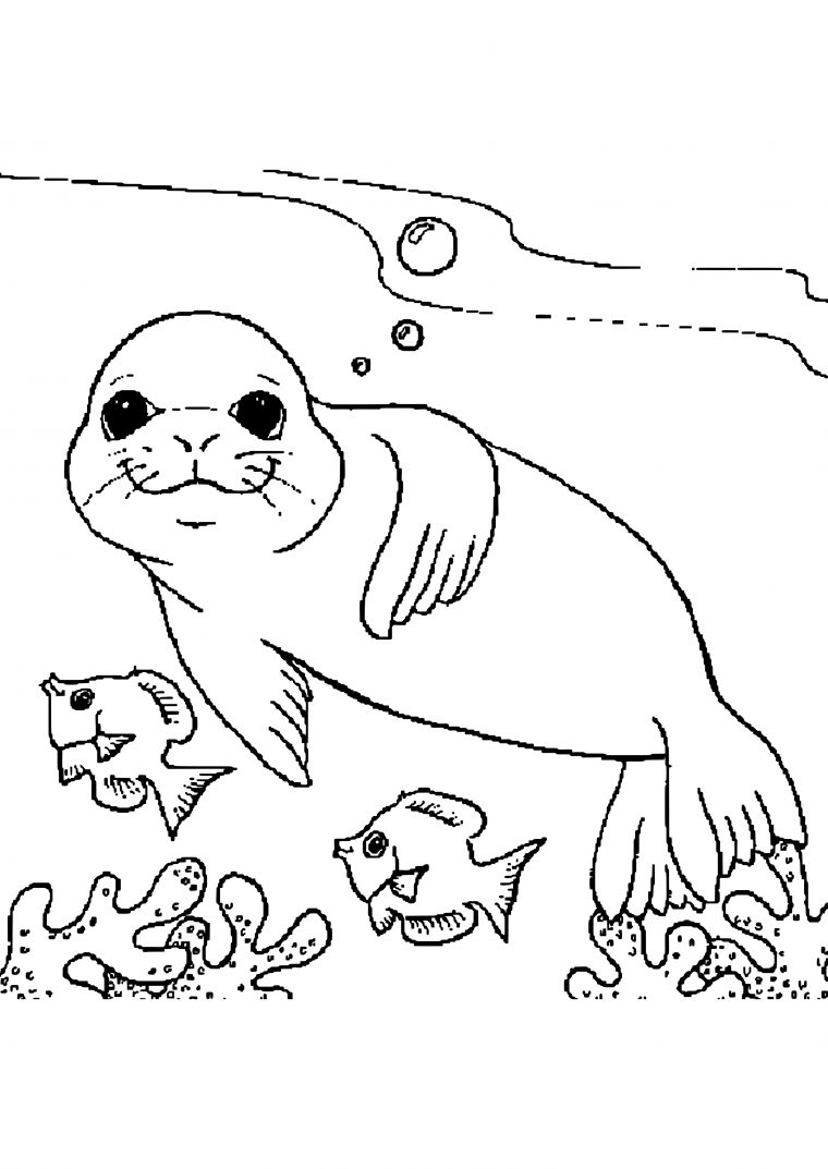 Coloriage Bebe Phoque À Imprimer Sur Coloriages tout Coloriage Bébé À Imprimer